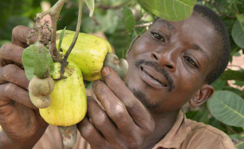 10/02/16 Côte d'Ivoire : boom du nombre d'exportateurs de noix de cajou agréés